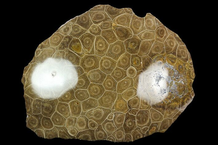 Polished Fossil Coral (Actinocyathus) Head - Morocco #128185